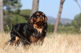 KING CHARLES SPANIEL 137